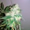 Семена сорта Sweet Cheese Auto fem (Sweet Seeds)