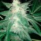 Семена сорта Auto Ak fem (Bulk Seed Bank)