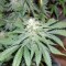 Семена сорта Afghan Kush X Yumbolt fem (World of Seeds)