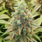 Семена сорта Bubba Kush fem