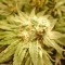 Семена сорта Blue Kripple fem (Dr. Krippling Seeds)