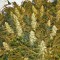 Семена сорта Double Dutch fem (Serious Seeds)