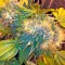 Семена сорта Flowerbomb Kush fem (Strain Hunters)