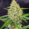 Семена сорта Guava Auto RF3 fem (FastBuds)