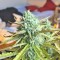 Семена сорта Northern Express Auto fem