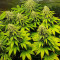 Семена сорта Purple OG Punch fem (Dutch Passion)