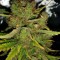 Семена сорта Cinderella's fem (Sumo Seeds)