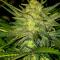 Семена сорта Ultimate Bubba Auto fem (Семяныч)