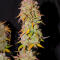 Семена сорта Bruce Banner × Pineapple (7CH Seeds & Cali Buds Seeds)