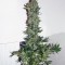 Семена сорта Dutch Haze fem