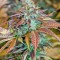 Семена сорта Lemon Kush Headband fem