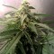 Семена сорта Lemon Kush fem (Female Seeds)