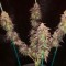 Семена сорта Spicy White Devil fem (Samsara Seeds)