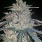Семена сорта Ketama fem (World of Seeds)