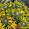 Семена сорта Bruce Banner × Pineapple (7CH Seeds & Cali Buds Seeds)