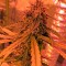 Сорт каннабиса Cheese Autoflowering