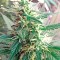 Семена сорта Critical Cheese fem (Dinafem Seeds)