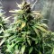 Семена сорта Dizzy Lights Auto fem (Dr. Krippling Seeds)