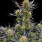 Семена сорта Guava Auto RF3 fem (FastBuds)