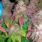 Семена сорта Purple Trainwreck fem