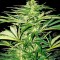 Семена сорта Shark Shock CBD fem