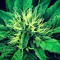 Семена сорта Super Skunk fem (Vision Seeds)