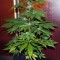Семена сорта White Widow Auto fem (Green House Seeds)