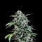Семена сорта Maxi Haze auto fem