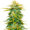 Семена конопли сорта White Widow