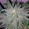 Семена сорта Afgooey fem (Strain Hunters)