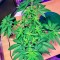 Семена сорта Aurora Indica regular (Nirvana Seeds)