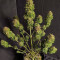 Семена сорта CBD Auto White Widow fem (Dutch Passion)