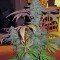 Семена сорта Cataract Kush fem