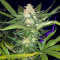 Семена сорта Flashberry reg (Mandala Seeds)
