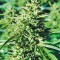Семена сорта Lost Coast OG fem (Humboldt Seeds)