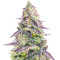 Семена сорта #9 Pound Hammer Auto fem (High Speed ​​Buds)