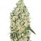 Семена сорта Auto Chronical fem (Bulk Seed Bank)