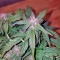 Семена сорта Auto Pyramid fem (Pyramid Seeds)