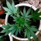 Семена сорта Critical Chronic fem (Sumo Seeds)
