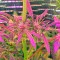 Семена сорта Kush-N-Cheese Autoflowering fem