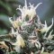 Семена сорта Master Kush reg (Nirvana Seeds)