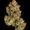 Семена сорта Ultimate Bubba Auto fem (Семяныч)