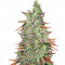 Семена сорта Banana Purp fem (Medical Seeds)