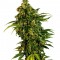 Семена сорта Auto MASS fem