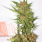 Семена сорта Sugar Black Rose reg (Delicious Seeds)