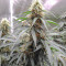 Семена сорта Auto Fresh Candy fem (Pyramid Seeds)