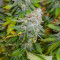 Семена сорта Chronic Thunder fem