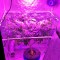 Семена сорта Desert Diesel fem