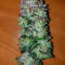 Семена сорта LA Confidential Autoflower fem (Семяныч)