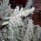 Семена сорта Thai Fantasy fem (Kannabia Seed Company)